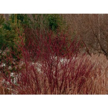 Cornus alba 'Sibirica'