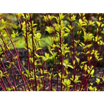 Cornus alba 'Sibirica'