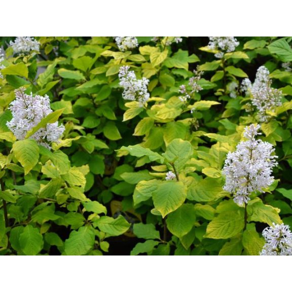 Cornus alba 'Sibirica'