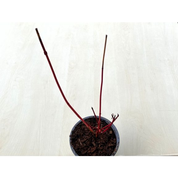 Cornus alba 'Sibirica'