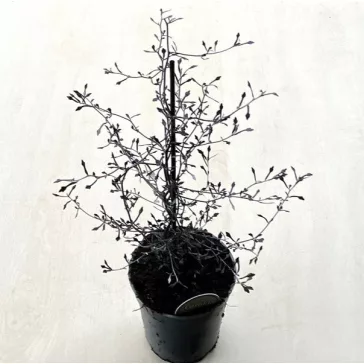 Corokia cotoneaster 