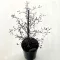 Corokia cotoneaster 