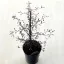 Corokia cotoneaster 