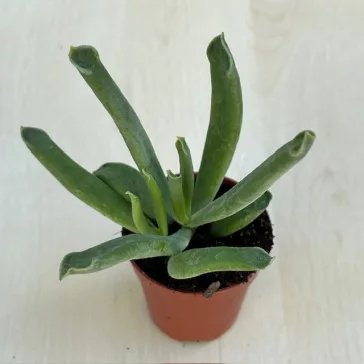 Cotyledon 