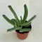 Cotyledon 