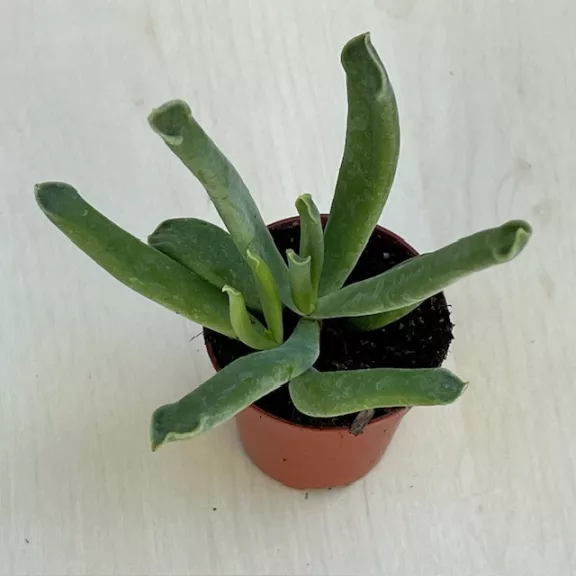 Cotyledon Cotyledon
