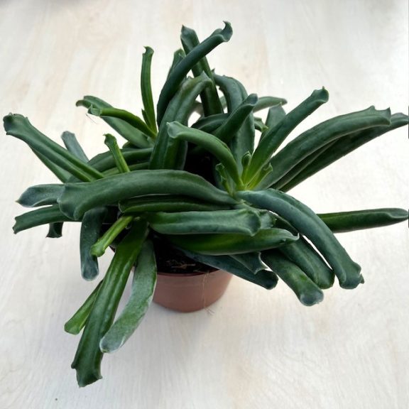 Cotyledon 'Elephant's Trunk'