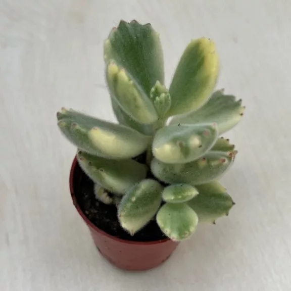 Cotyledon ladismithensis variegata Cotyledon ladismithensis variegata
