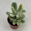 Cotyledon ladismithensis variegata