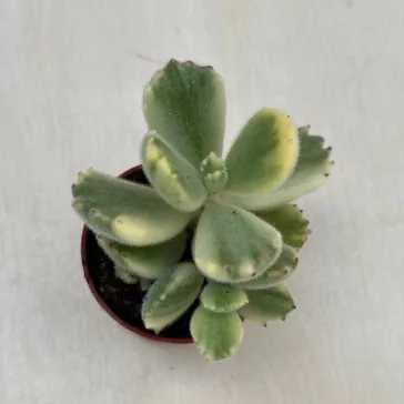 Cotyledon ladismithensis variegata