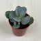 Cotyledon orbiculata 'Silver'