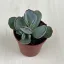 Cotyledon orbiculata 'Silver'