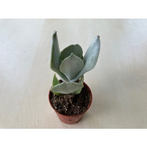 Cotyledon orbiculata 'Silver'