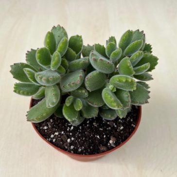 Cotyledon tomentosa - Bear's paw