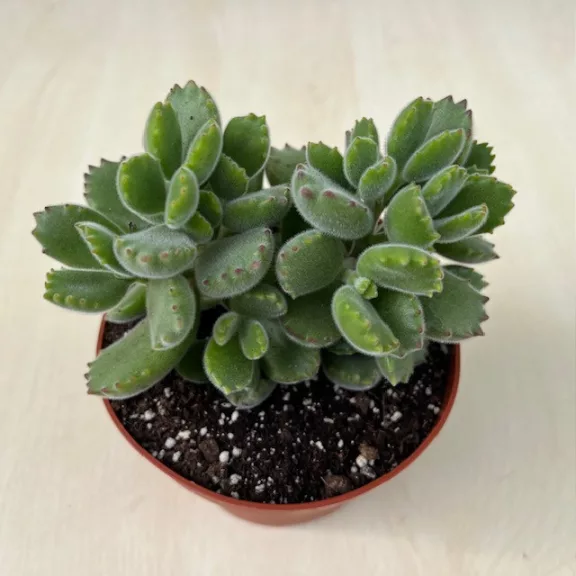 Cotyledon tomentosa - Bear's paw Cotyledon tomentosa - Bear's paw