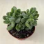 Cotyledon tomentosa - Bear's paw