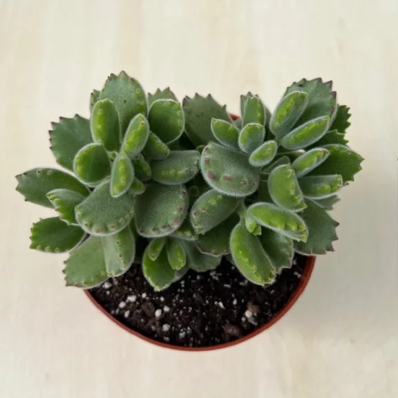 Cotyledon tomentosa - Bear's paw Cotyledon tomentosa - Bear's paw
