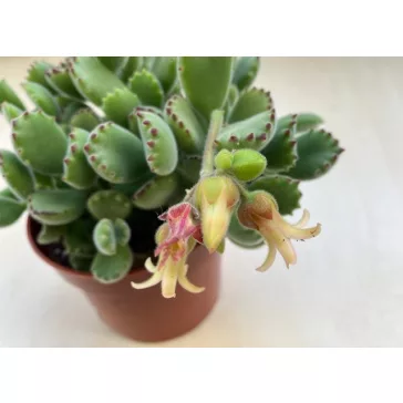 Cotyledon tomentosa - Bear's paw