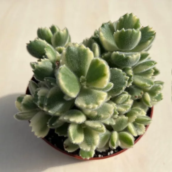 Cotyledon tomentosa 'Variegata' - Bear's paw Cotyledon tomentosa 'Variegata' - Bear's paw