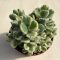 Cotyledon tomentosa 'Variegata' - Bear's paw
