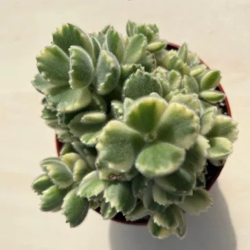Cotyledon tomentosa 'Variegata' - Bear's paw
