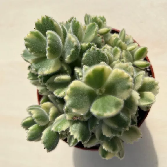 Cotyledon tomentosa 'Variegata' - Bear's paw Cotyledon tomentosa 'Variegata' - Bear's paw