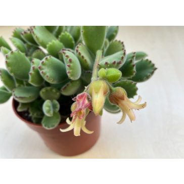 Cotyledon tomentosa 'Variegata' - Bear's paw