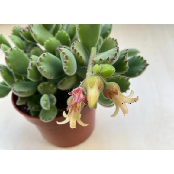 Cotyledon tomentosa 'Variegata' - Bear's paw Cotyledon tomentosa 'Variegata' - Bear's paw