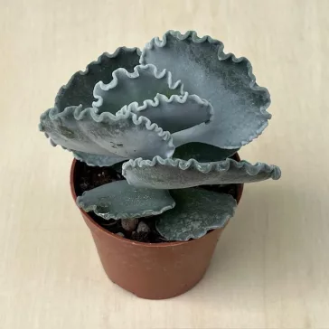 Cotyledon undulata