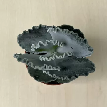 Cotyledon undulata