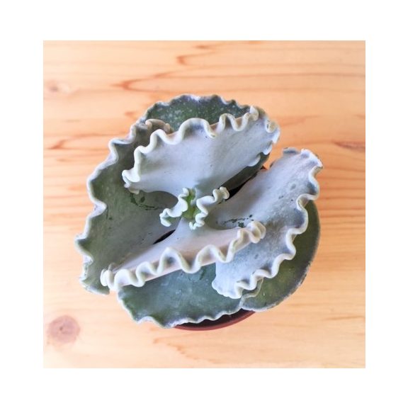 Cotyledon undulata