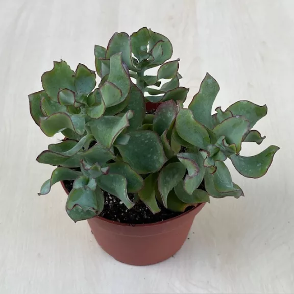 Crassula arborescens undulatifolia 'Curly Green' Crassula arborescens undulatifolia 'Curly Green'