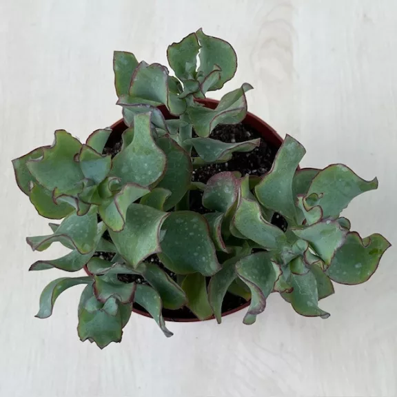 Crassula arborescens undulatifolia 'Curly Green' Crassula arborescens undulatifolia 'Curly Green'