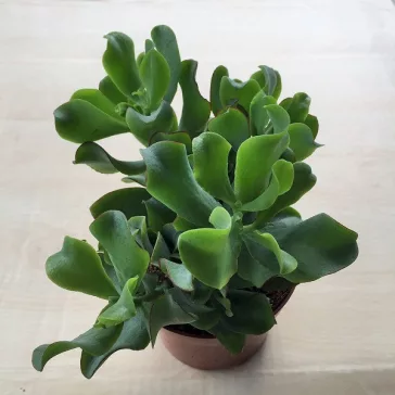 Crassula arborescens undulatifolia