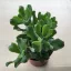 Crassula arborescens undulatifolia
