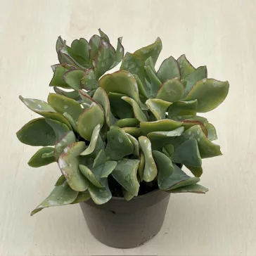 Crassula arborescens undulatifolia