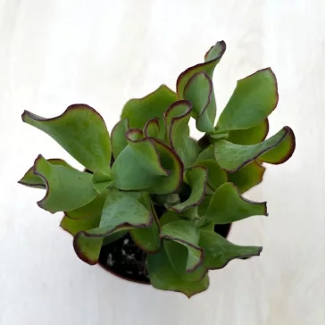 Crassula arborescens undulatifolia 'Curly Green'