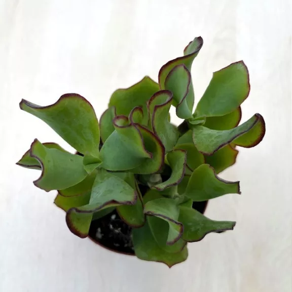 Crassula arborescens undulatifolia 'Curly Green' Crassula arborescens undulatifolia 'Curly Green'