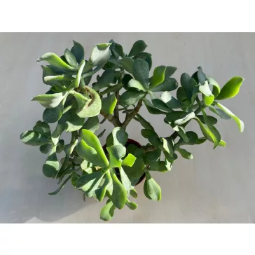 Crassula arborescens undulatifolia