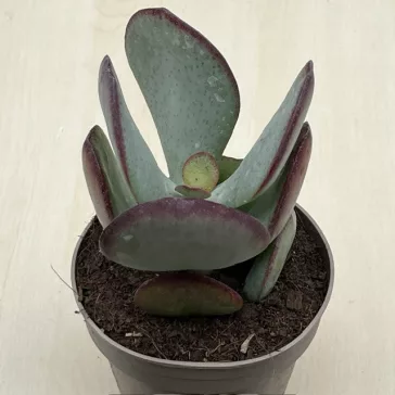 Crassula arborescens Silver Dollar