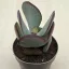 Crassula arborescens Silver Dollar