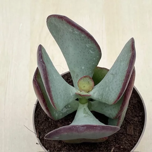 Crassula arborescens Silver Dollar