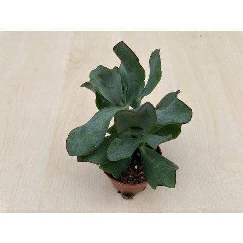 Crassula arborescens undulatifolia
