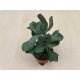 Crassula arborescens undulatifolia