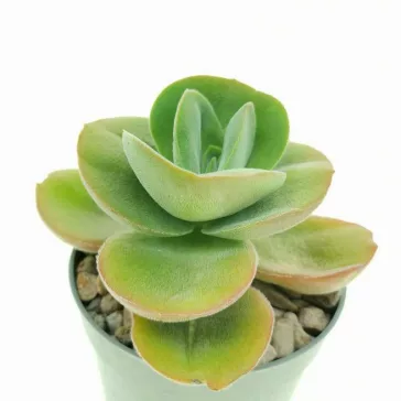Crassula argyrophylla var Swaziensis 