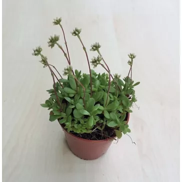 Crassula atropurpurea var. watermeyeri