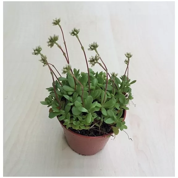 Crassula atropurpurea var. watermeyeri Crassula atropurpurea var. watermeyeri