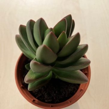 Crassula 'Ben'