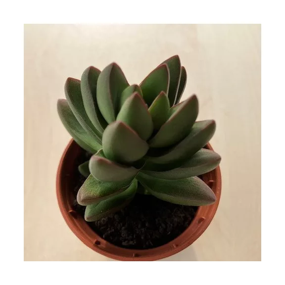 Crassula 'Ben' Crassula 'Ben'