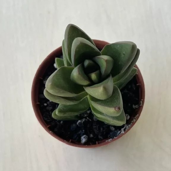 Crassula 'Ben' Crassula 'Ben'